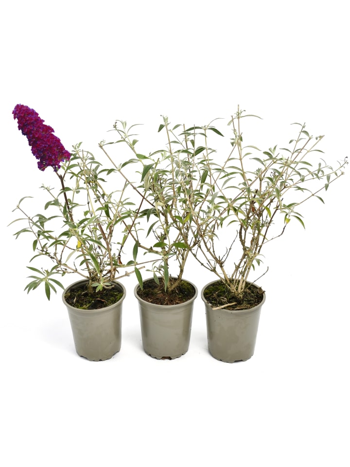 OH2 3er-Set: Schmetterlingspflanzen Davidii in Purpurrot günstig kaufen onesize