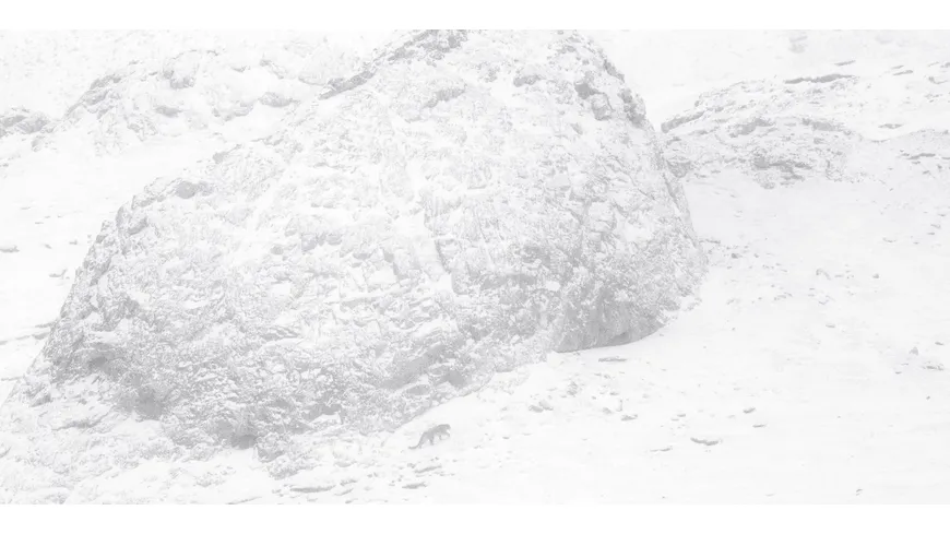 Der Schneeleopard