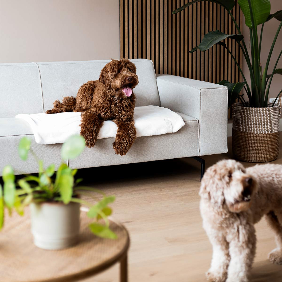 District 70 Hundedecke NUZZLE merengue 100x70cm