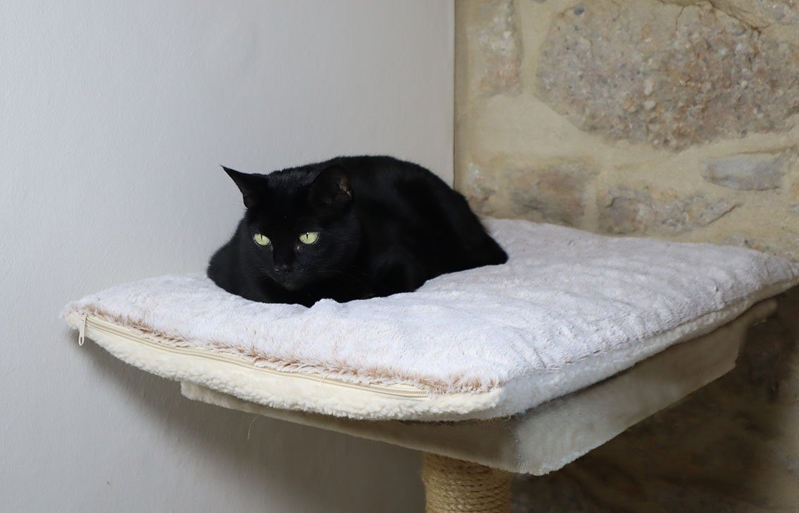 Angel's Pride Tierdecke Wärmedecke Superior für Katzen und Hunde, 5-lagig, kuschelig & warm, Plüsch+Wollvlies, extra dick mit 3 Layern, Thermo- sowie Füllvlies + Thermomatte