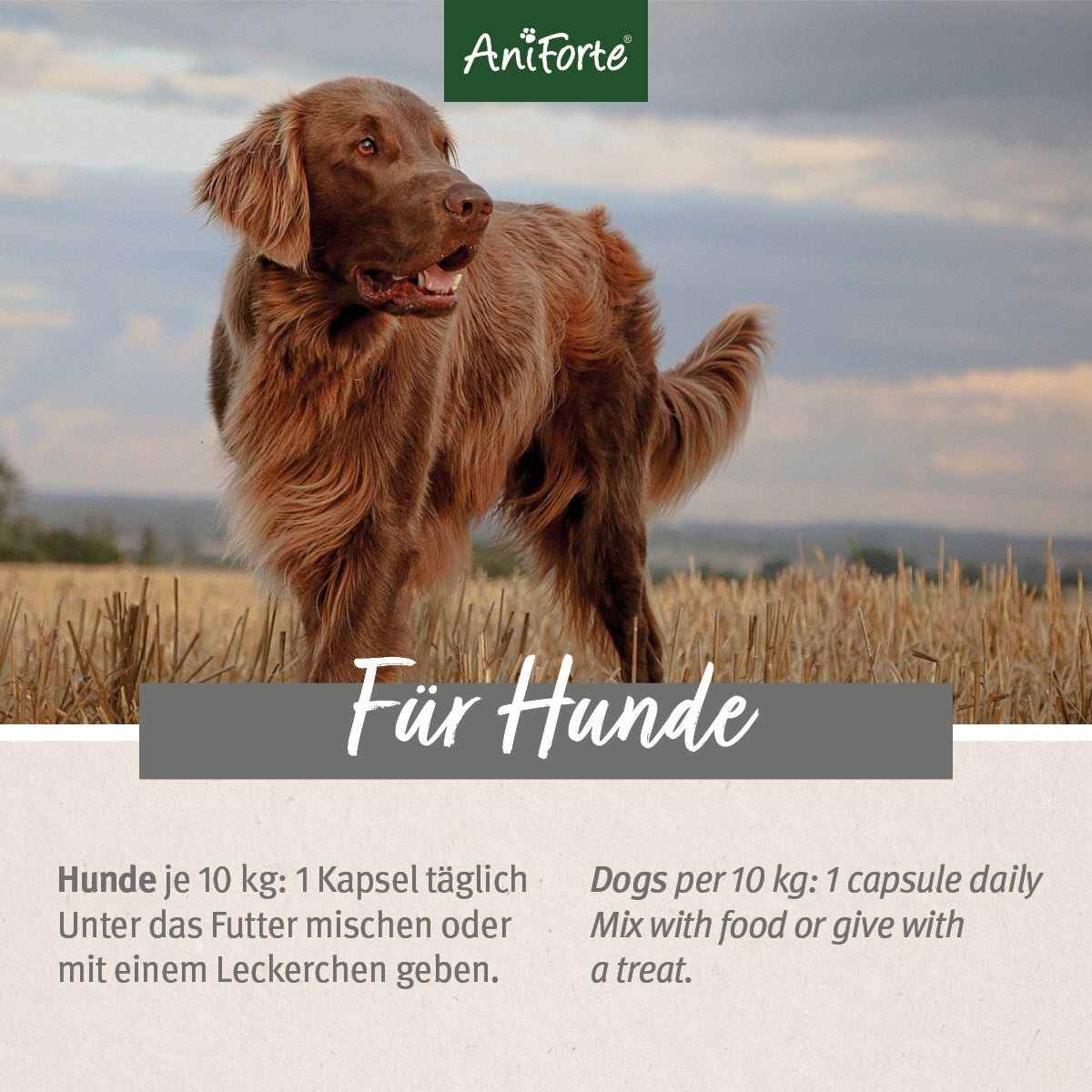 Aniforte Ergänzungsfutter & Aufzucht Aniforte Grünlippmuschel Kapseln 300 Stk