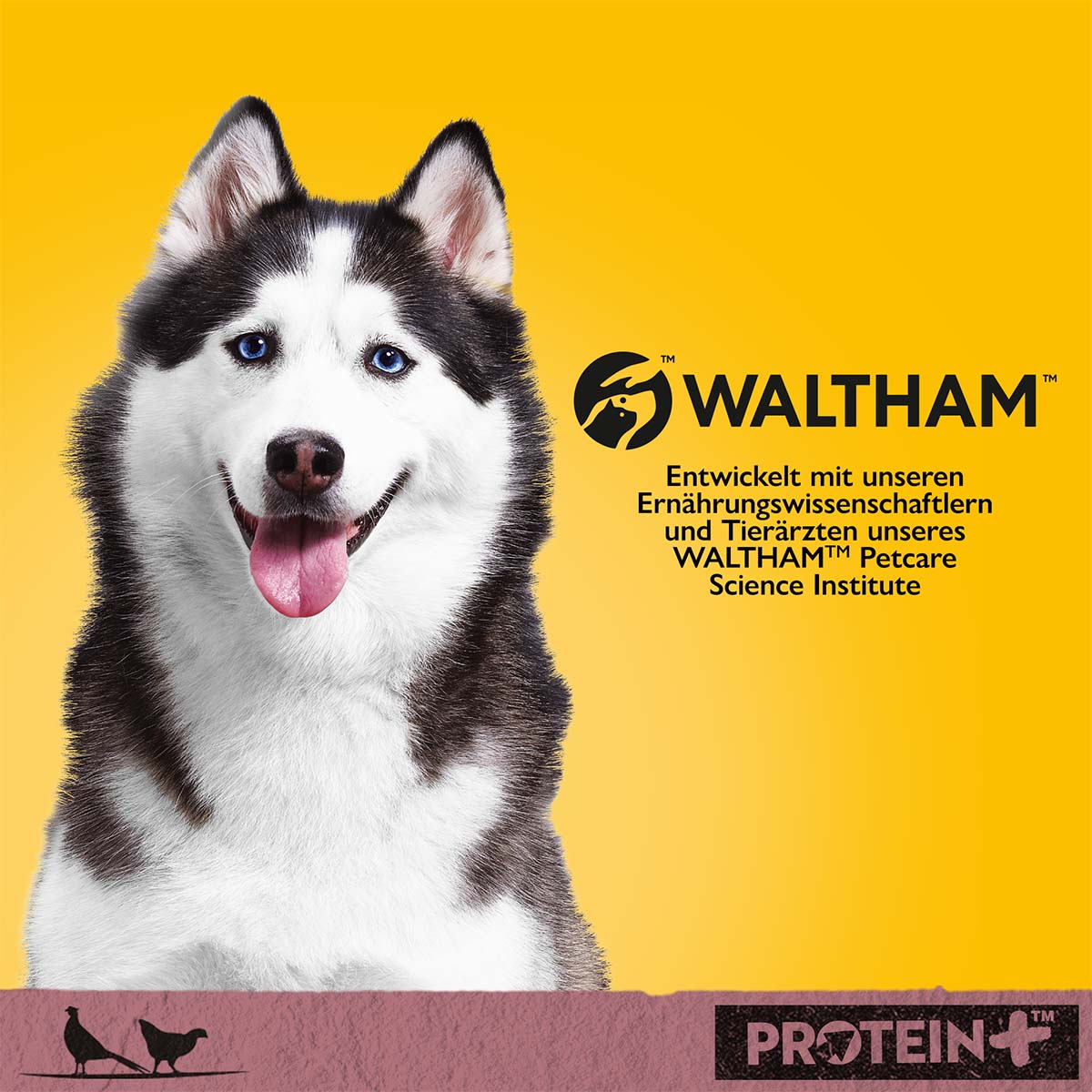 PEDIGREE Protein+ in Pastete Wild & Geflügel kaufen bei ZooRoyal