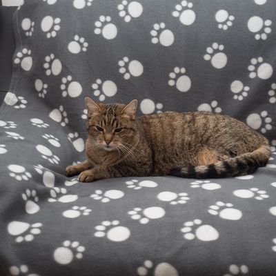 Fleecedecke Pawty