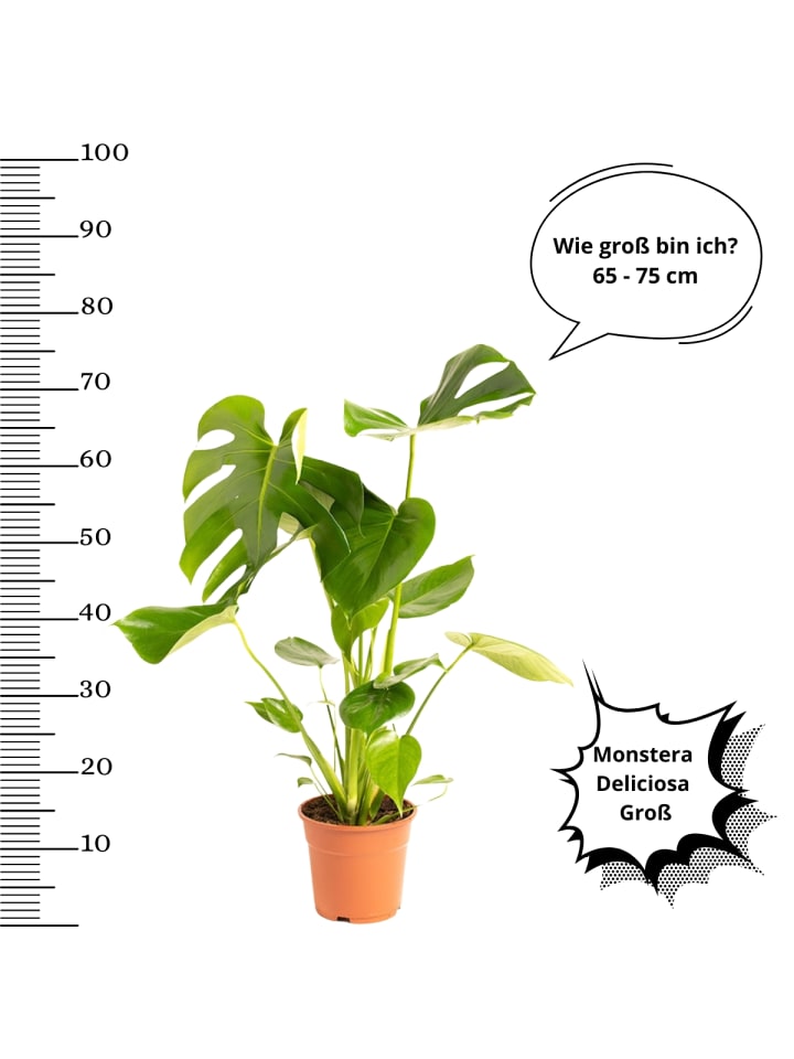 OH2 Monstera Deliciosa in Grün günstig kaufen onesize
