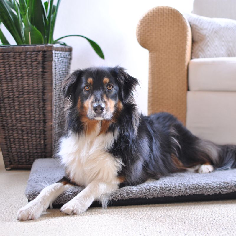 Pawz & Pepper Hundematte Aurora Ortho zu TOP-Preisen