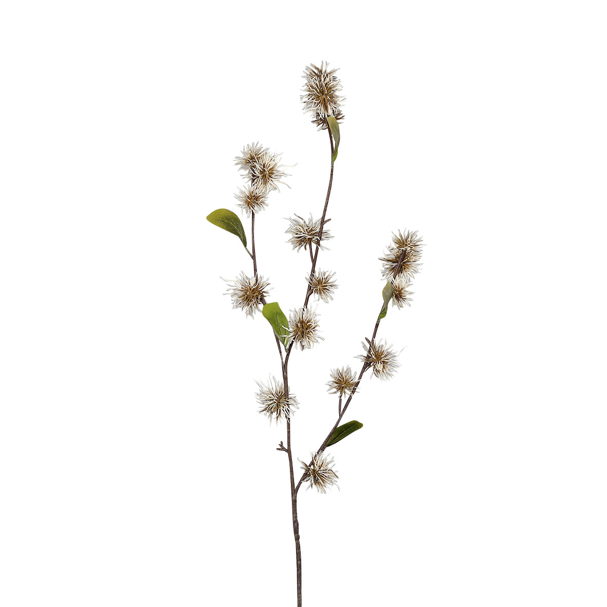 DPIHamamelis 60cm