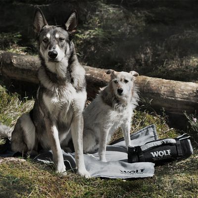 Wolf of Wilderness Hund-Reisedecke