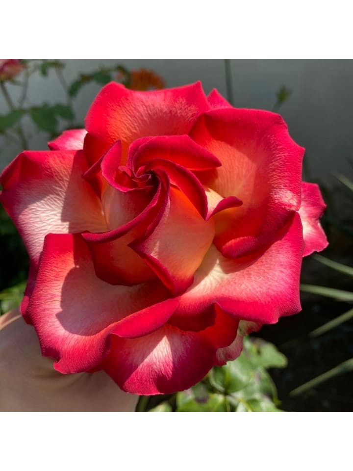 OH2 3er-Set Großblütige Rosen in Rot/Weiss günstig kaufen onesize