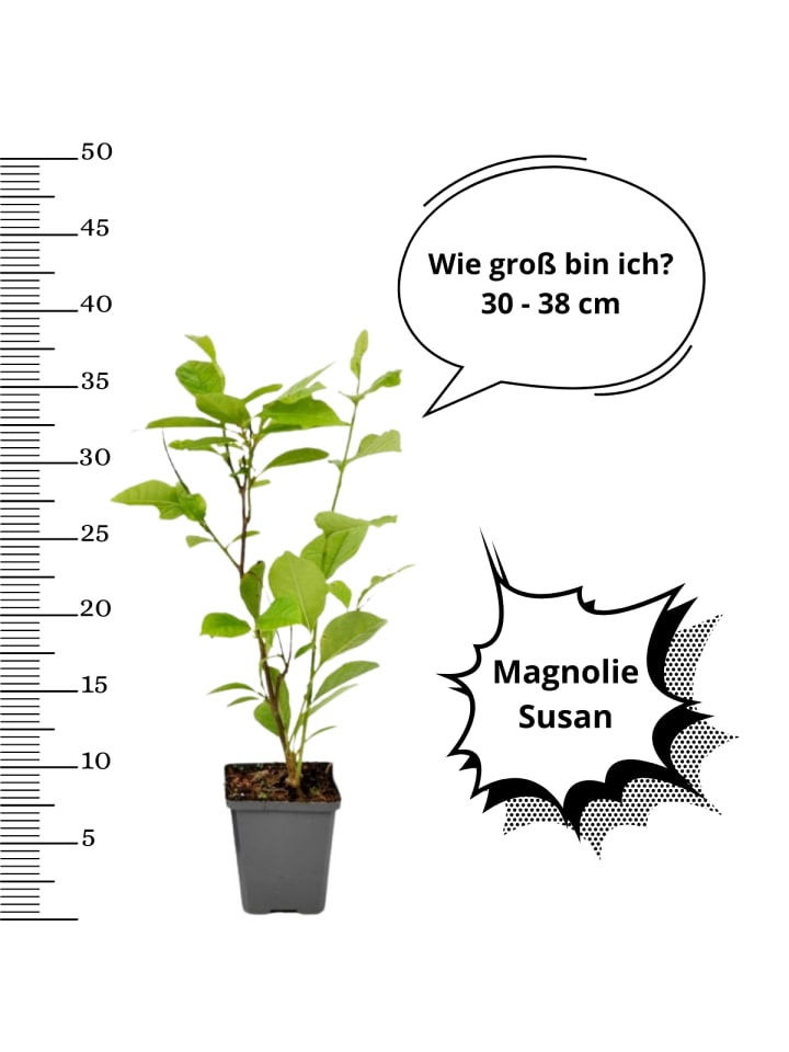 OH2 3er-Set Magnolien Susan in Rosa günstig kaufen onesize