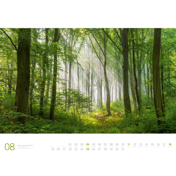 WALD - ACKERMANN GALLERY KALENDER 2024 - Kalender