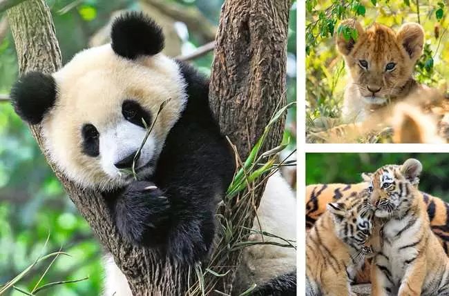Kinderpuzzle ab 5 Jahren - Panda, Tiger und Löwe - 49 Teile