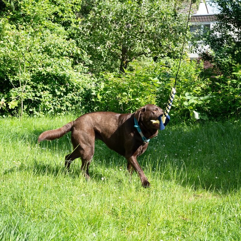 Nomad Tales Hundespielzeug XL Teaser zu TOP-Preisen