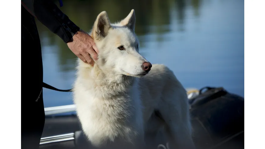 Der Wolf und der Löwe