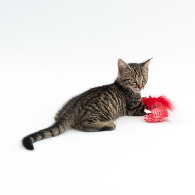 TIAKI Mäuse-Set mit Katzenminze
