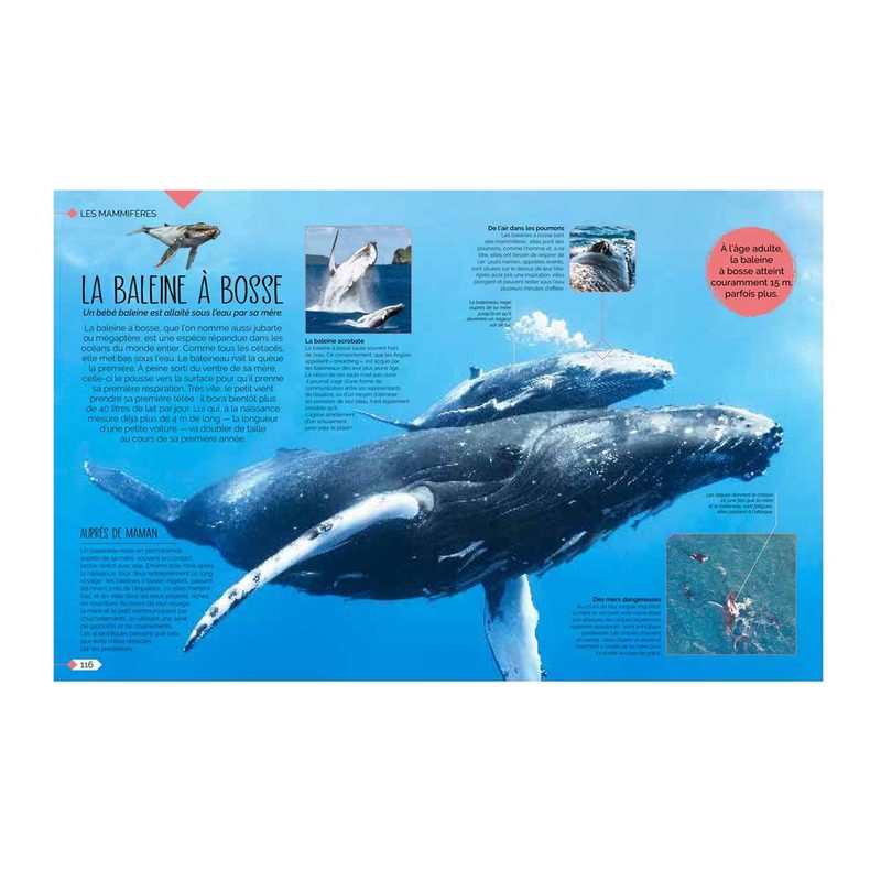 Livre La vie sauvage des bébés animaux - Gallimard Jeunesse