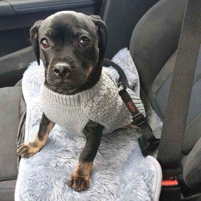 Dogsto Hunde Sicherheitsgurt