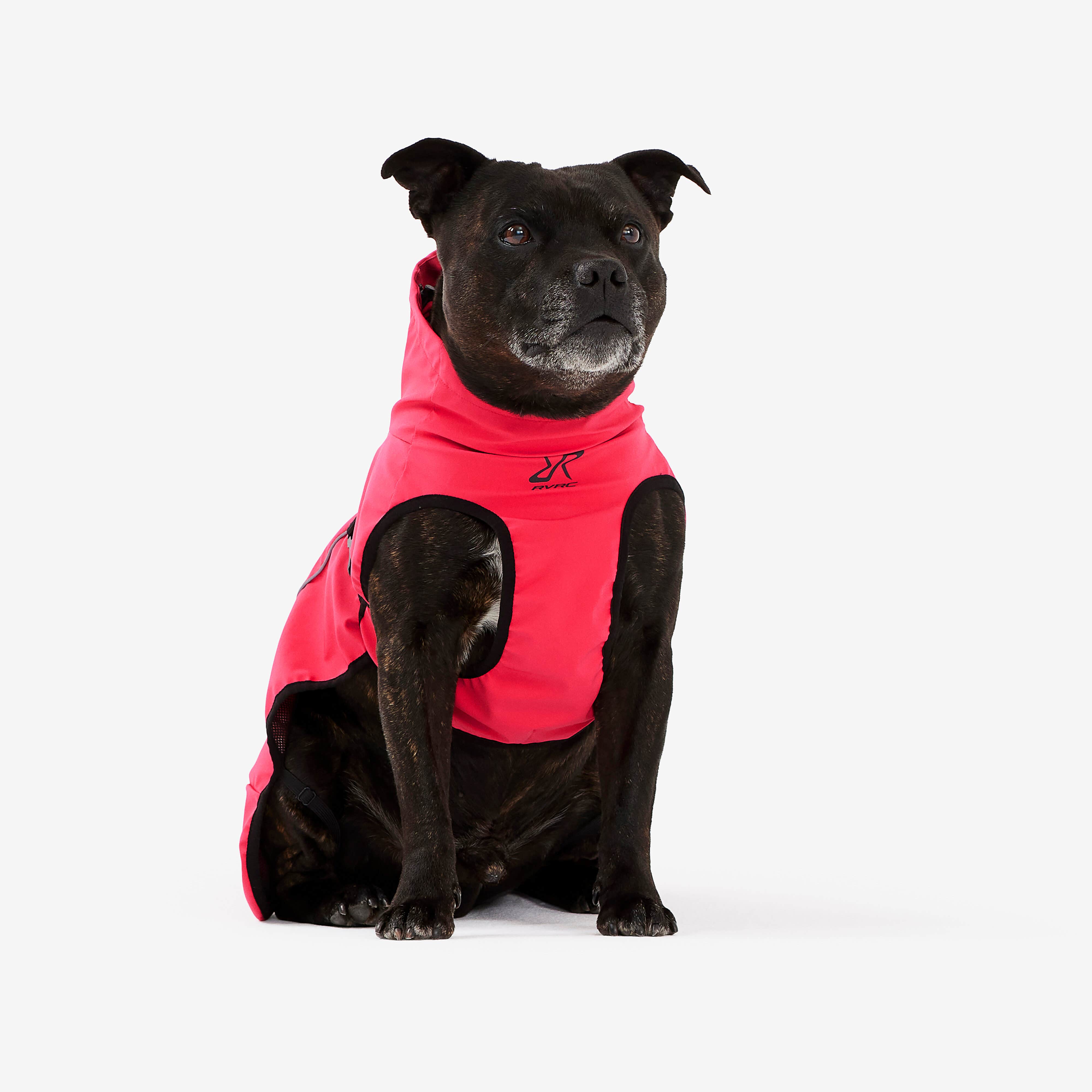 Cyclone Dog Jacket Chien Azalea