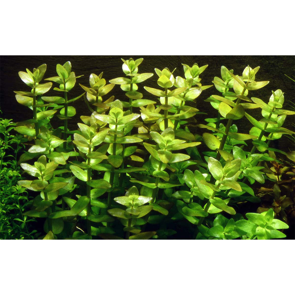 Tropica Aquariumpflanze Bacopa caroliniana kaufen