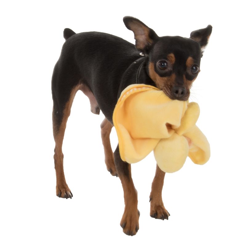 Welpen-Starterpaket für mittelgroße & große Hunde