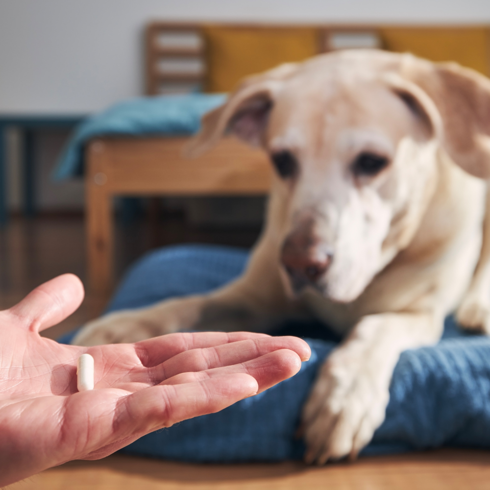 Dog-Native Ergänzungsfutter & Aufzucht Dog-Native Gelenkkapseln für Hunde, natürliche Gelenk-Kapseln mit Grünlippmuschel, MSM, Kollagen-Hydrolysat und Chondroitin, hochdosiert für Gelenke, 250 Kapseln