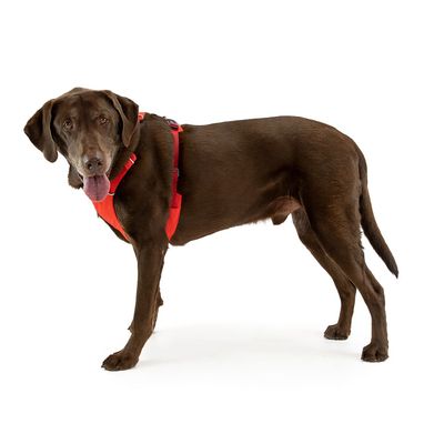 Ruffwear Front Range Hundegeschirr, Red Sumac