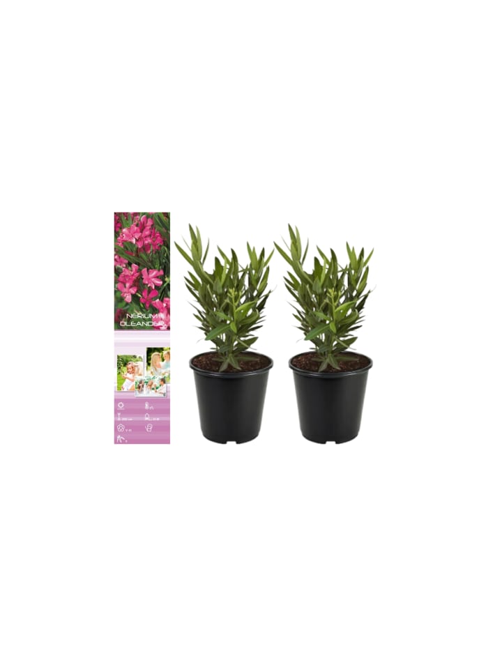 OH2 2er-Set: Tropische Oleanderpflanzen in Pink günstig kaufen onesize