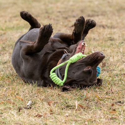 Hundespielzeug Limoen Seil & Ball