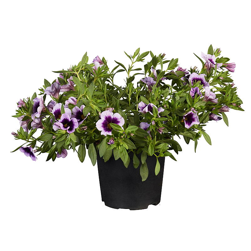 Superpetunia P12 Calibrachoa