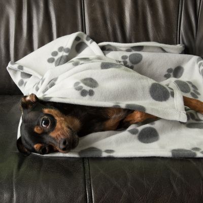 Fleecedecke Pawty