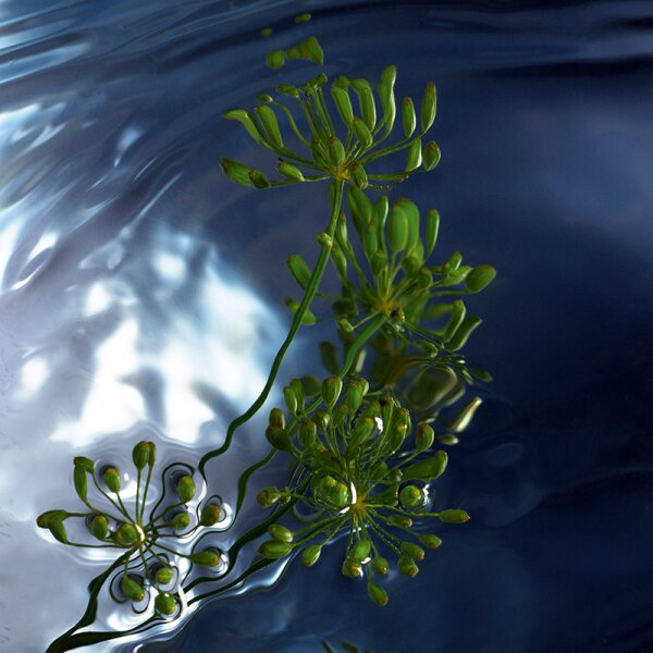Davidoff Cool Water Reborn Eau de Toilette