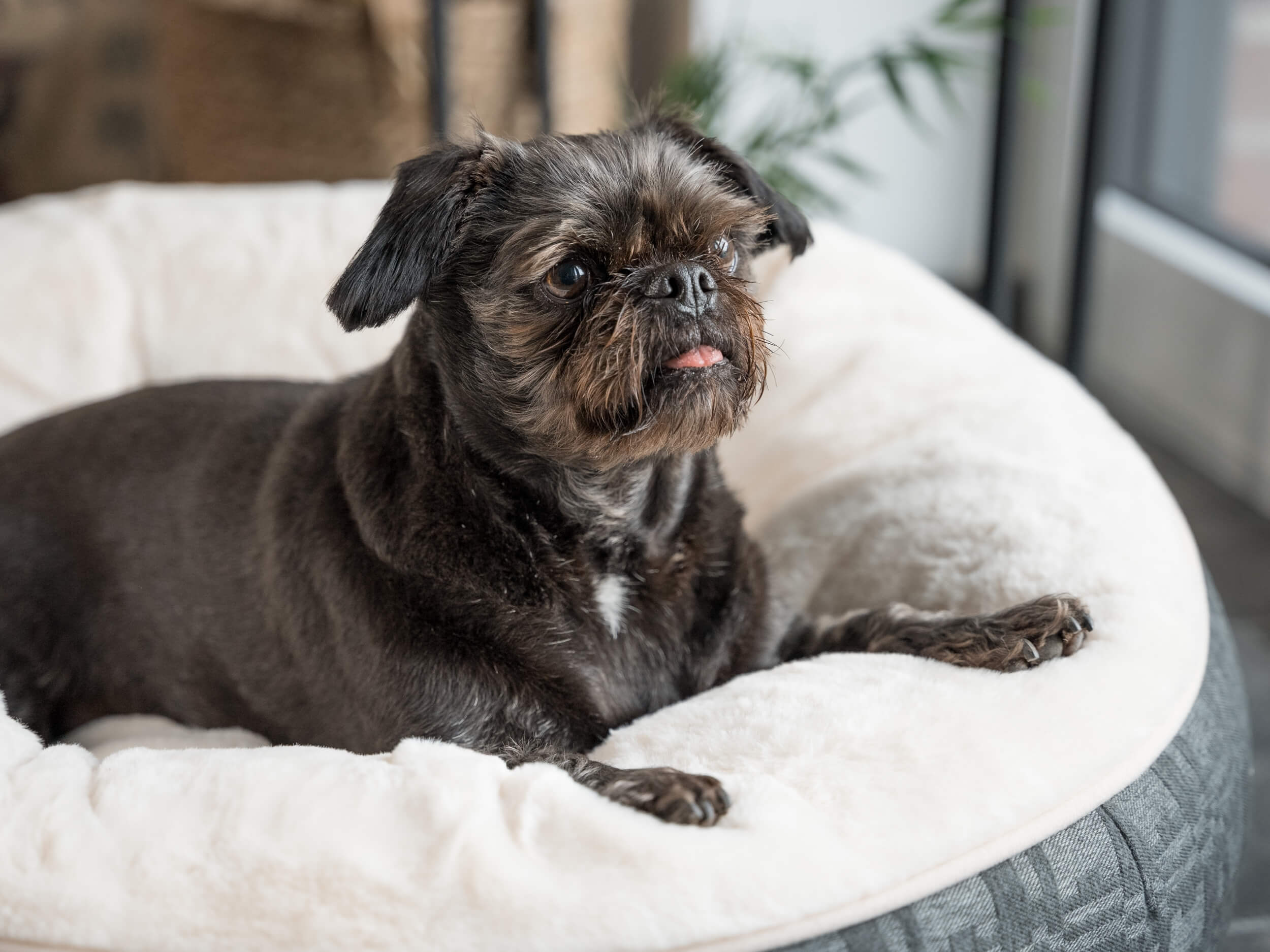 TrendPet Hundebetten TrendPet LunaBed Hundebett beige S