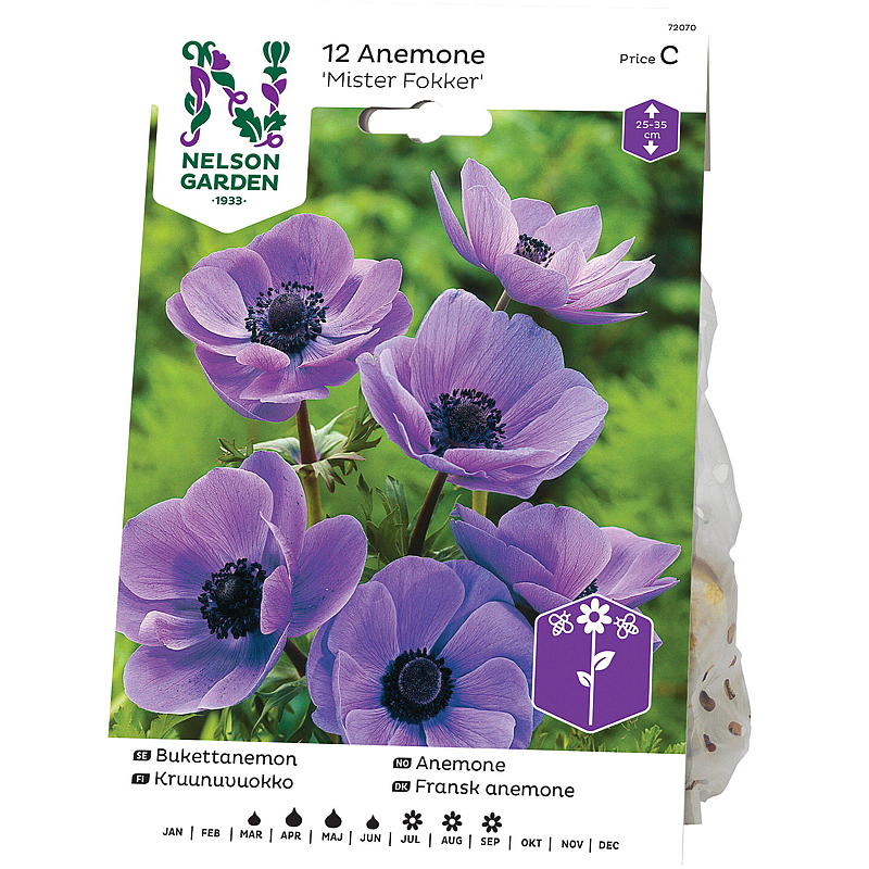 Nelson garden Anemone Enkel, blandede farger