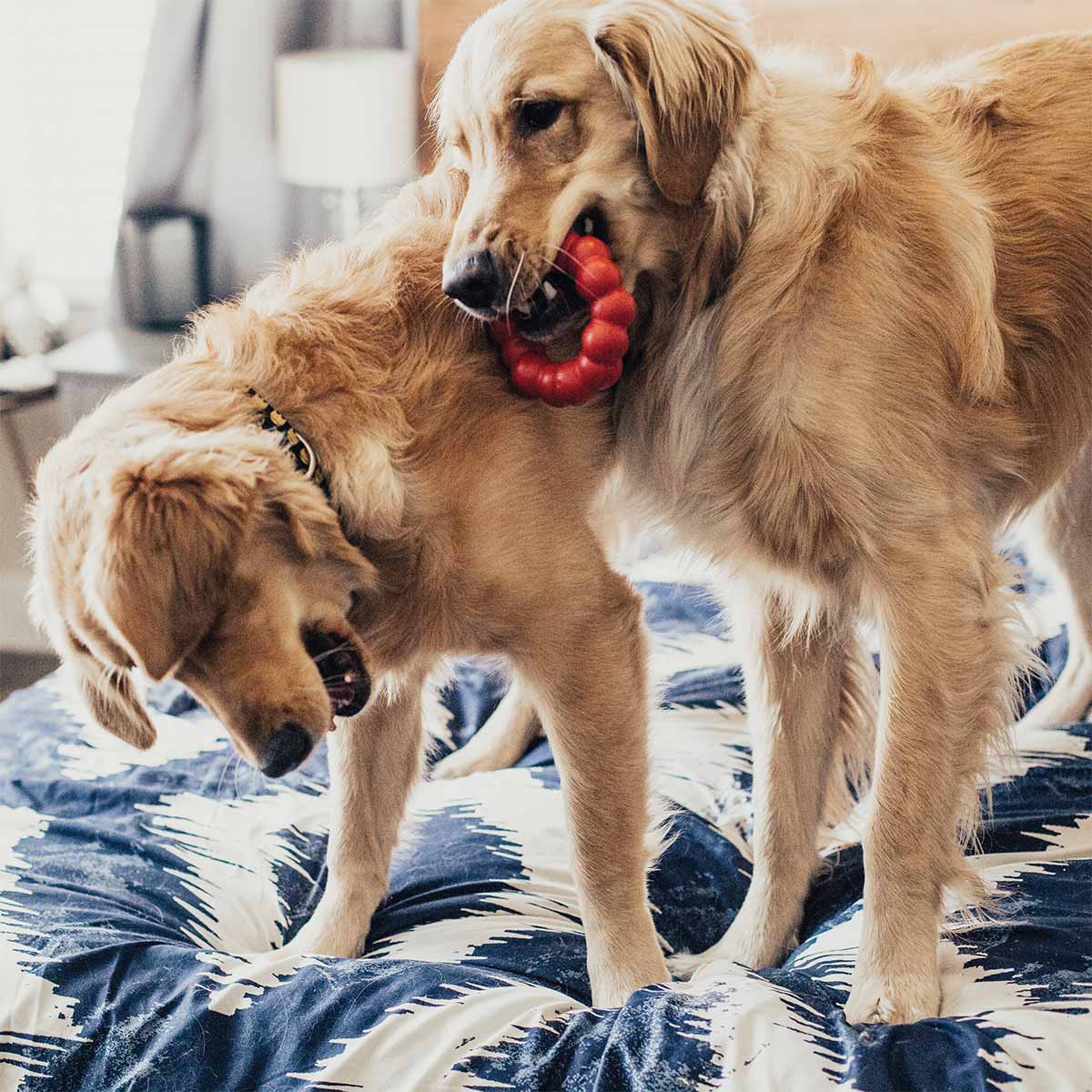 KONG Hundespielzeug Ring M/L günstig kaufen bei ZooRoyal