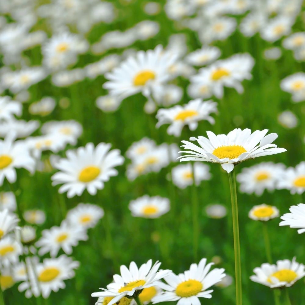 benu blanc Camomille Amande Brume de soins 100% naturelle à vaporiser sur l'oreiller