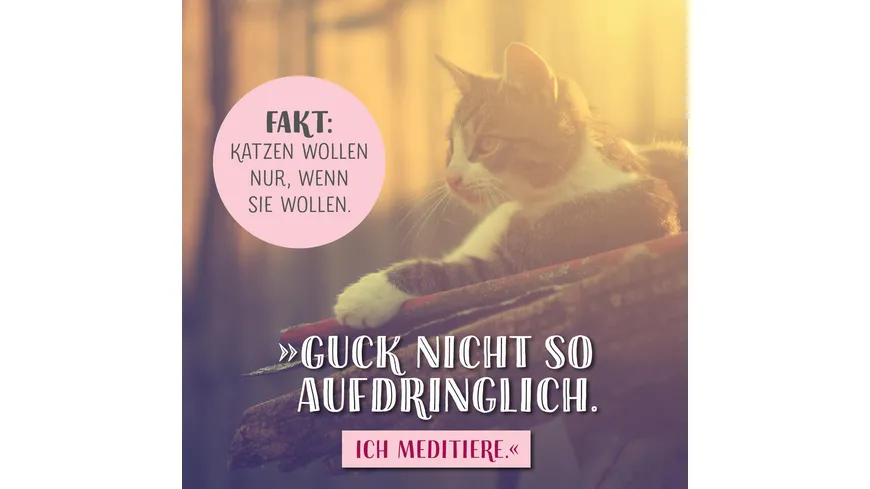 Die ganze Wahrheit über deine Katze