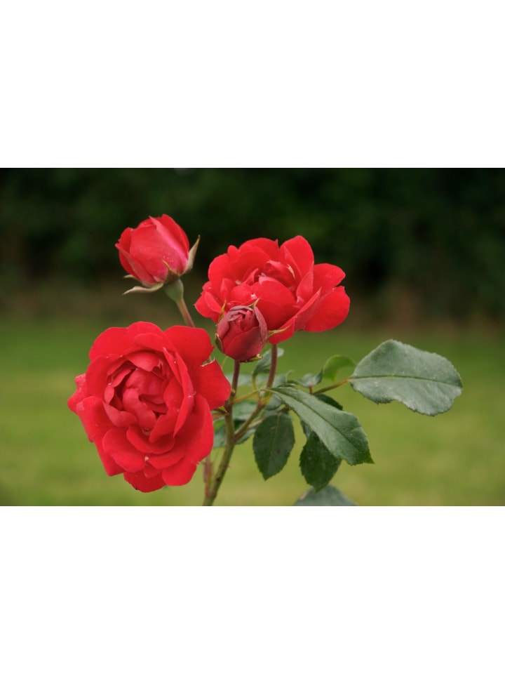 OH2 4er-Set: Duftende großblumige Gartenrosen in Bunt günstig kaufen onesize