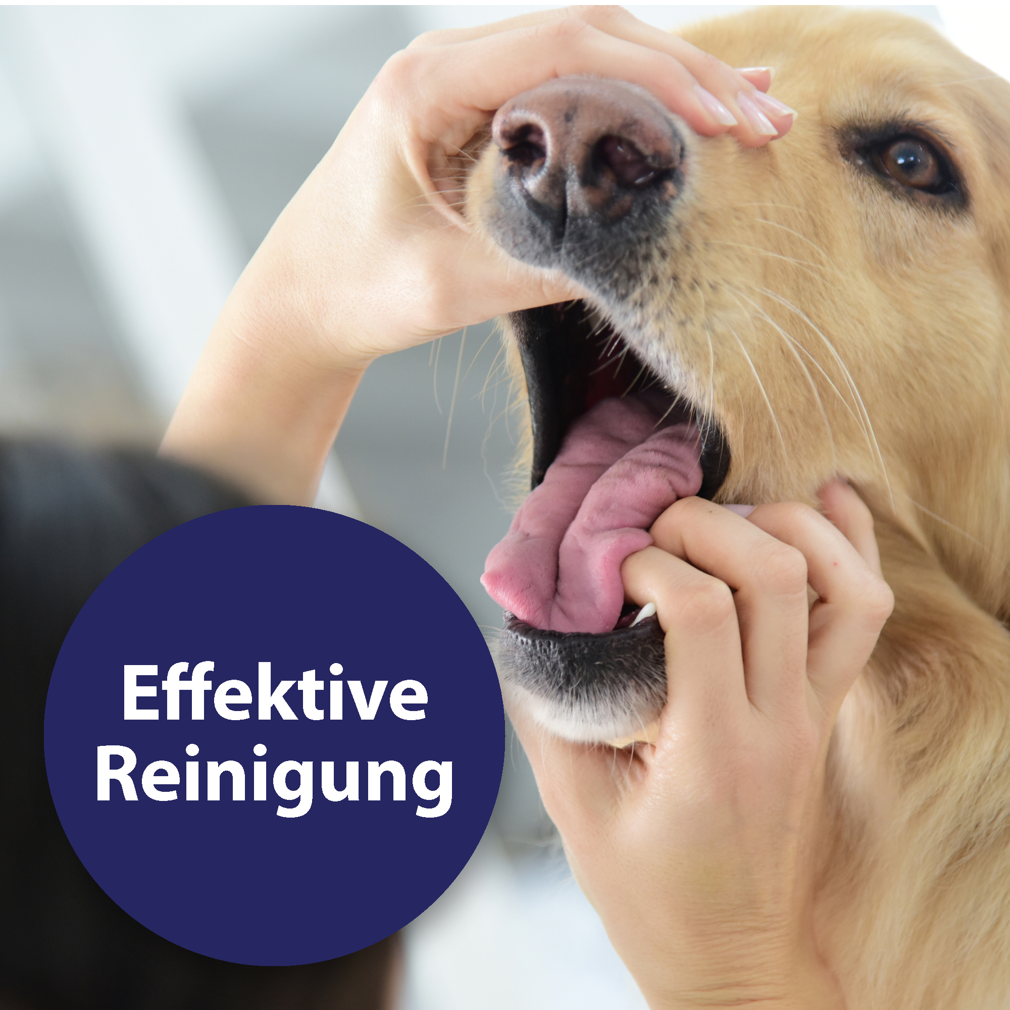 Canosept Zahnpflege Canosept Zahnpflege Spray für Hunde 100 ml