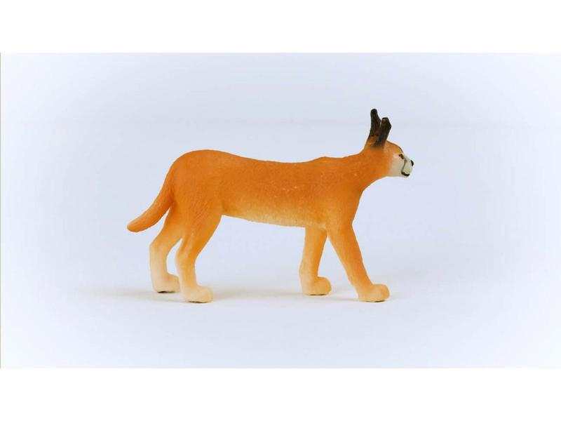 Femelle Caracal