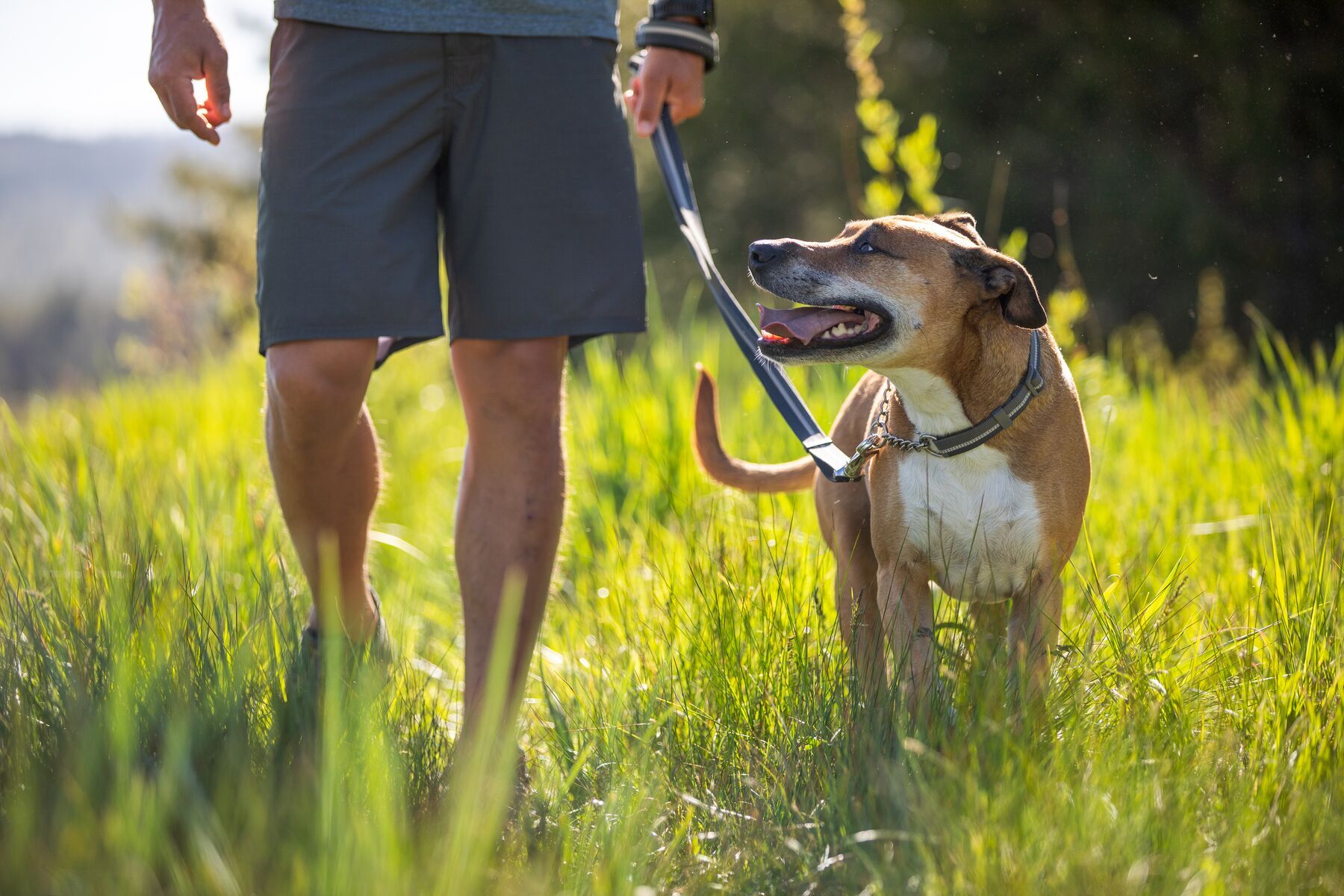 Ruffwear Hundehalsbänder Ruffwear Chain Reaction™ Halsband blau S