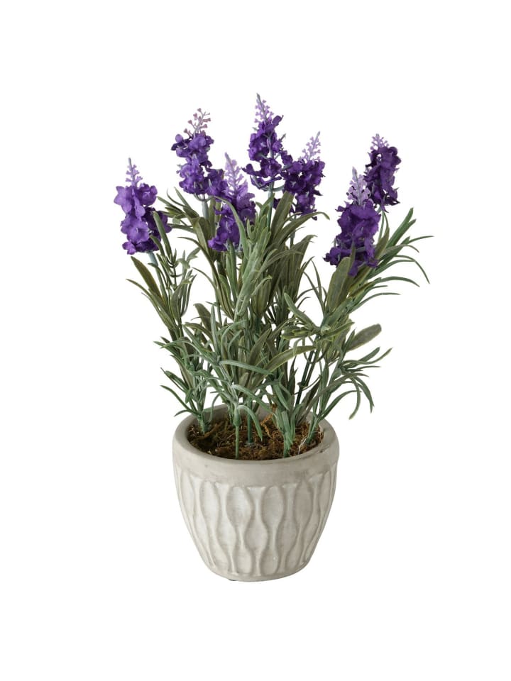 Boltze Lavendel in mehrfarben günstig kaufen onesize