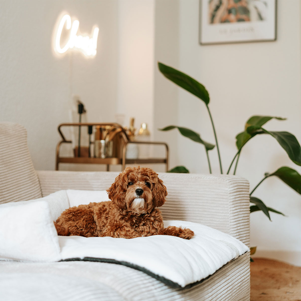 District 70 Sofa Bett NUZZLE merengue günstig kaufen bei ZooRoyal