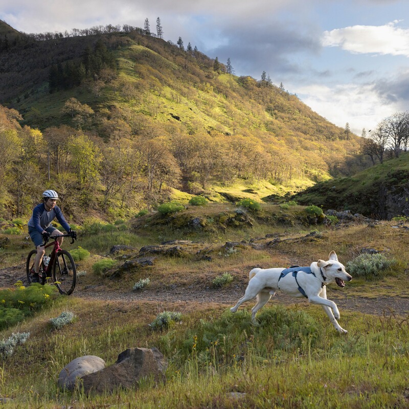 Ruffwear Hundegeschirr Web Master