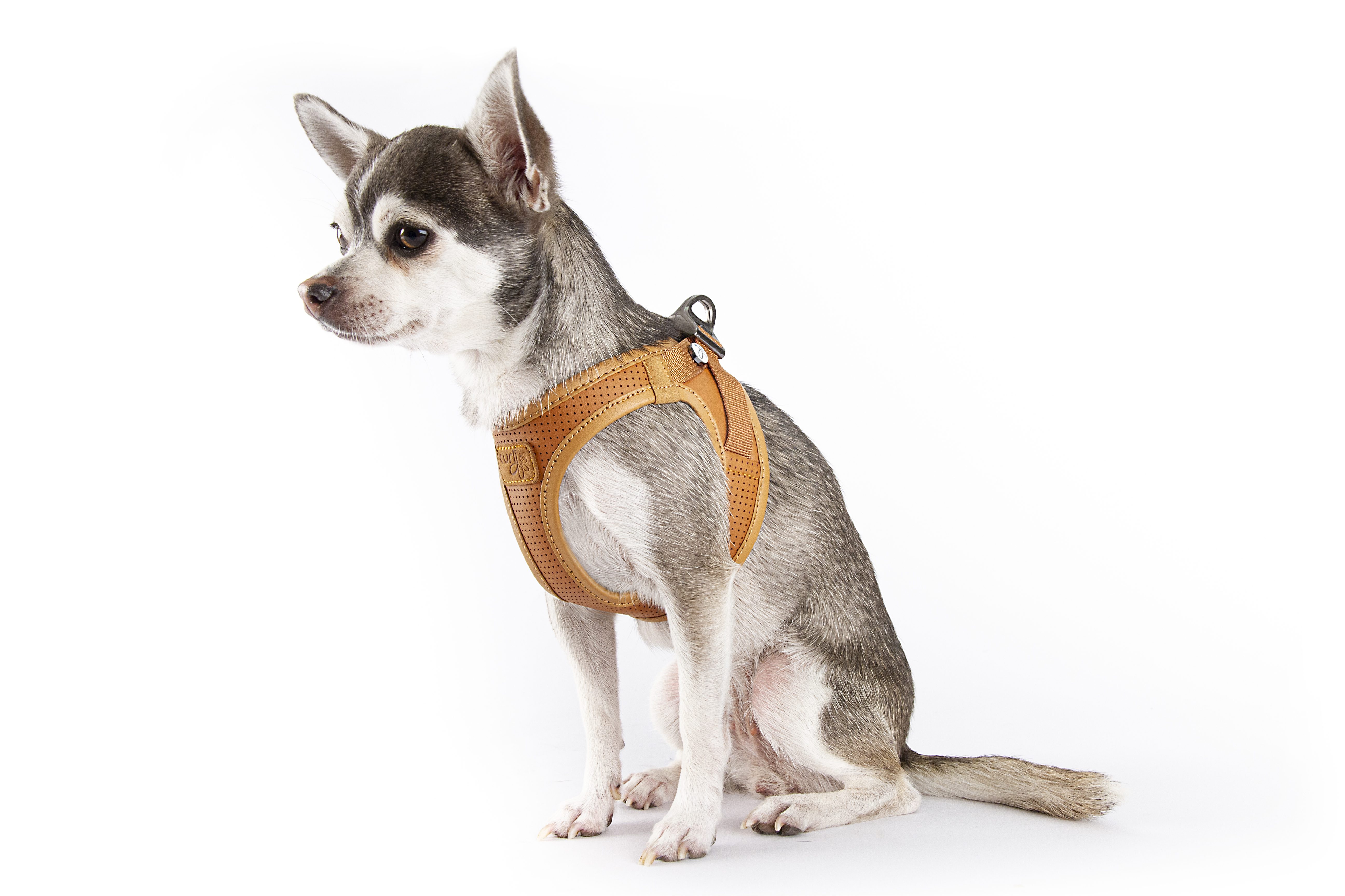 Curli Hundegeschirre Curli Clasp Geschirr aus Apfelleder schwarz XXS