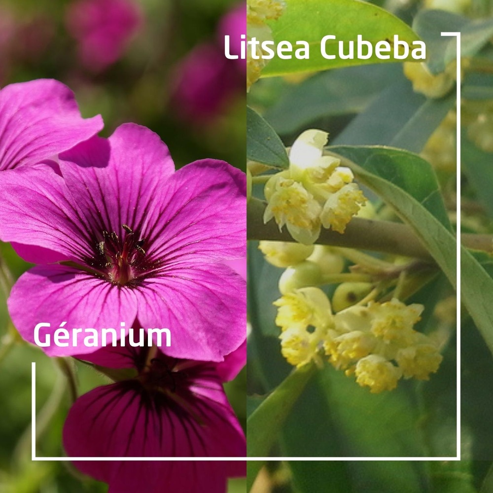 WELEDA Douche végétale solide GERANIUM + LITSEA CUBEBA - 75 gr Hygiène