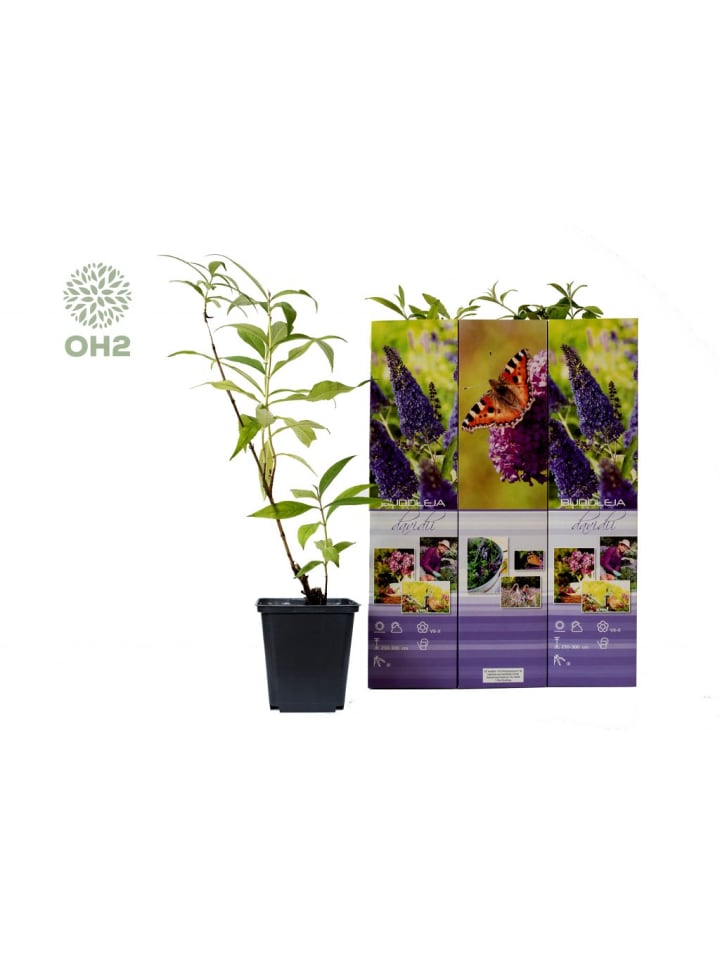 OH2 6er-Set: Schmetterlingspflanzen in Lila günstig kaufen onesize