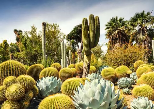 Puzzle 1000 Teile - The Huntington Desert Garden, California, USA