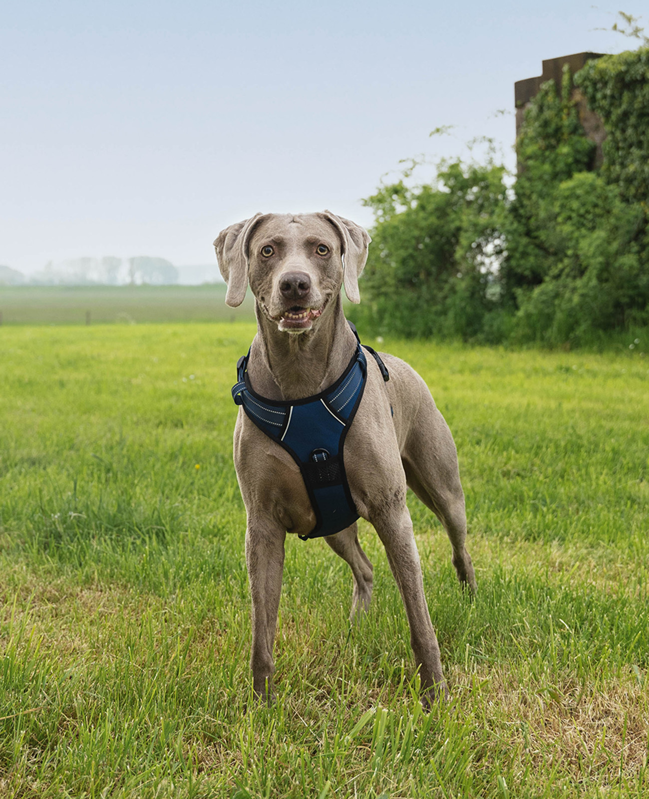 Lionto Hundegeschirre Lionto Hundegeschirr blau L