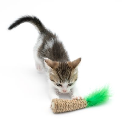 TIAKI Katzenspielzeug Palme