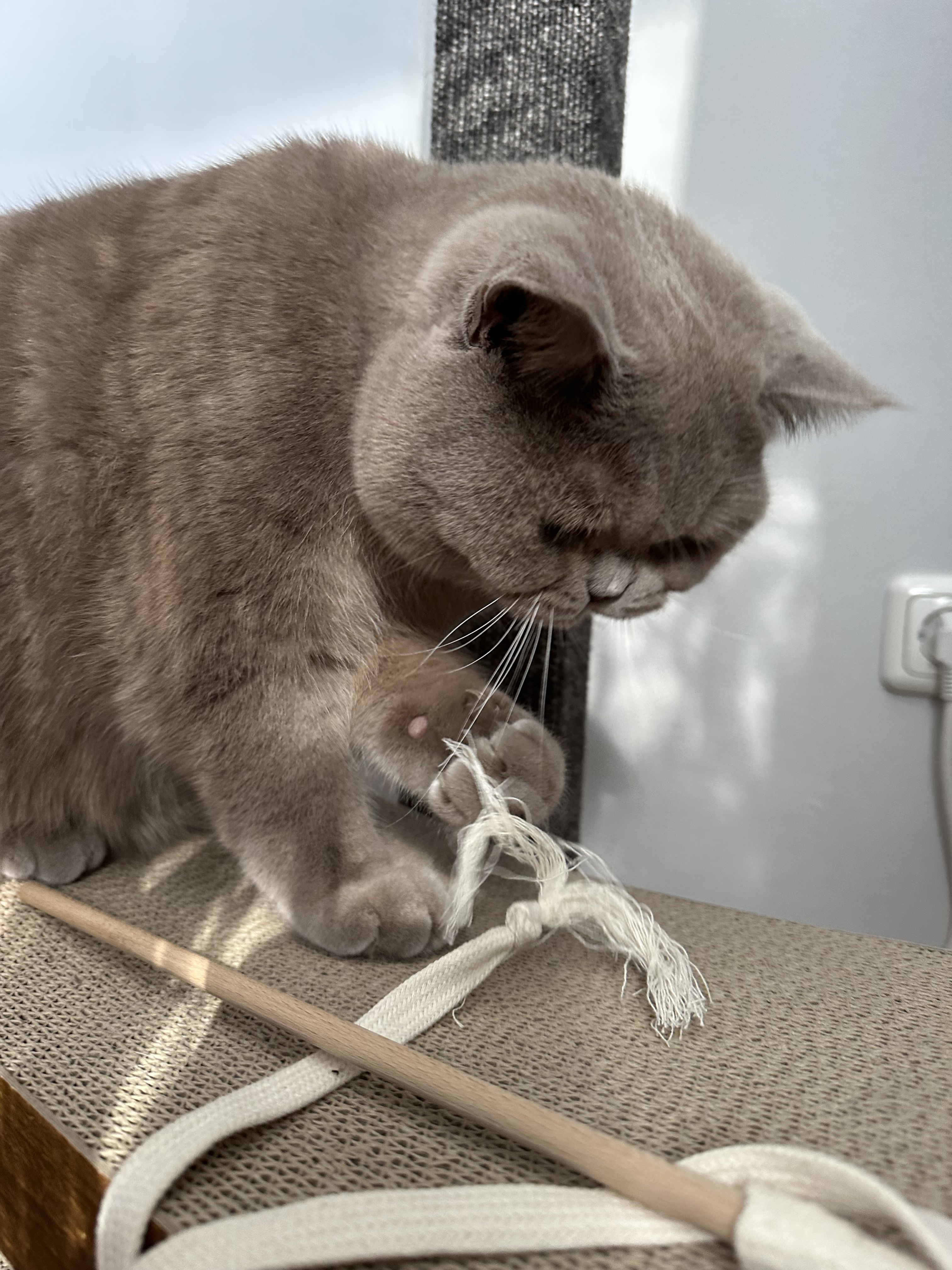 Kater Kasimir Katzenangeln Kater Kasimir Premium Katzenspielzeug aus Buchenholz mit Baumwollband (weiss)
