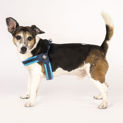 Max & Molly Q-Fit G﻿eschirr Matrix Himmelblau